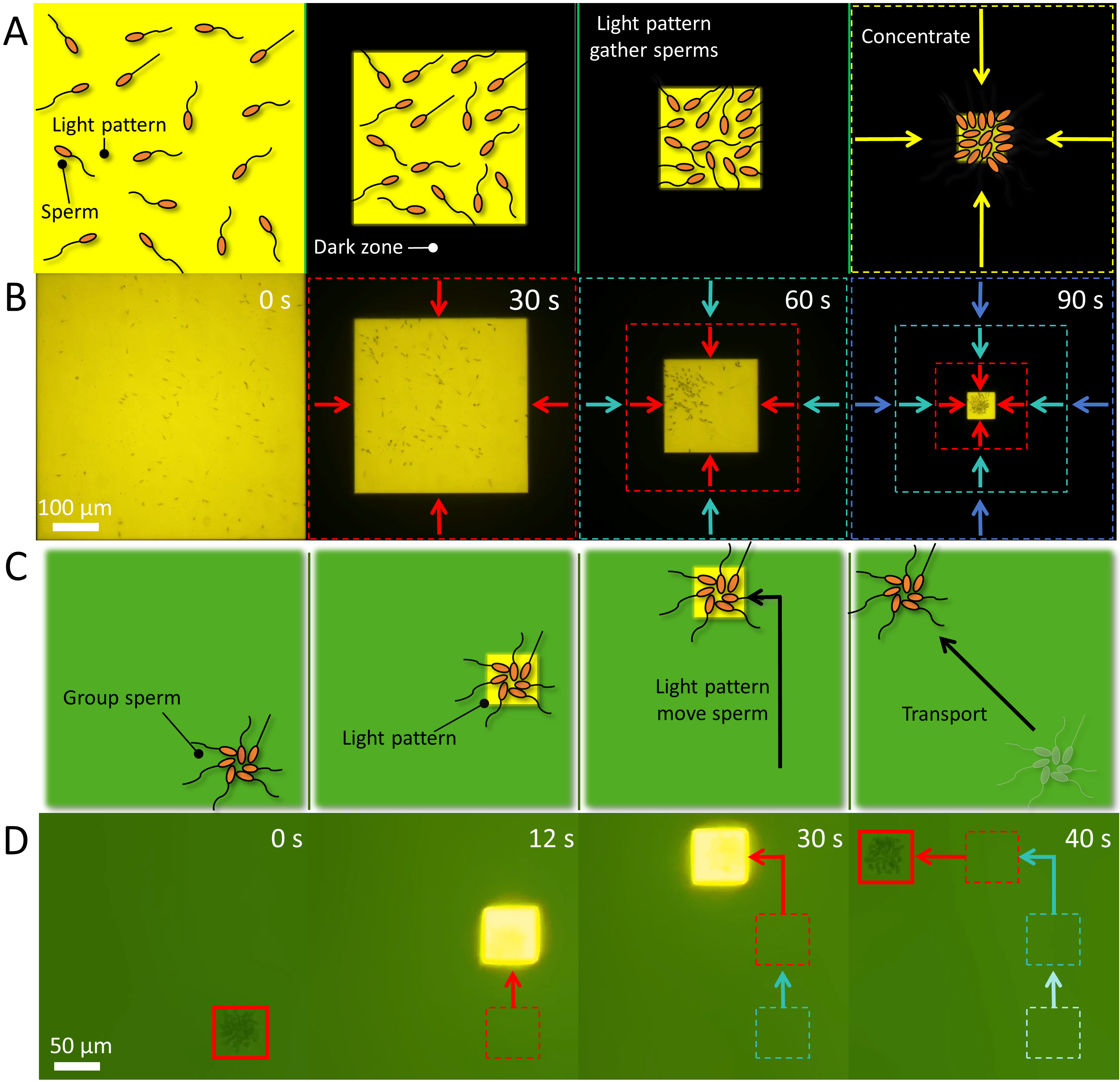 光电镊平台破解精子筛选难题，北航+北医三院联合攻关辅助生殖技术瓶颈