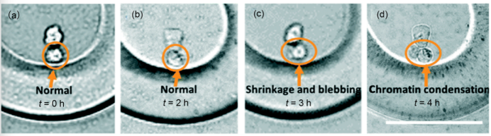 应用案例（二）光电镊技术在细胞分析领域的应用