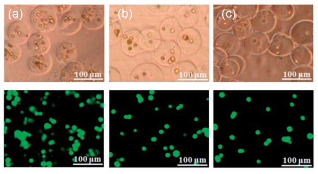 应用案例（六） 光电镊技术在微纳米颗粒操控与组装中的应用